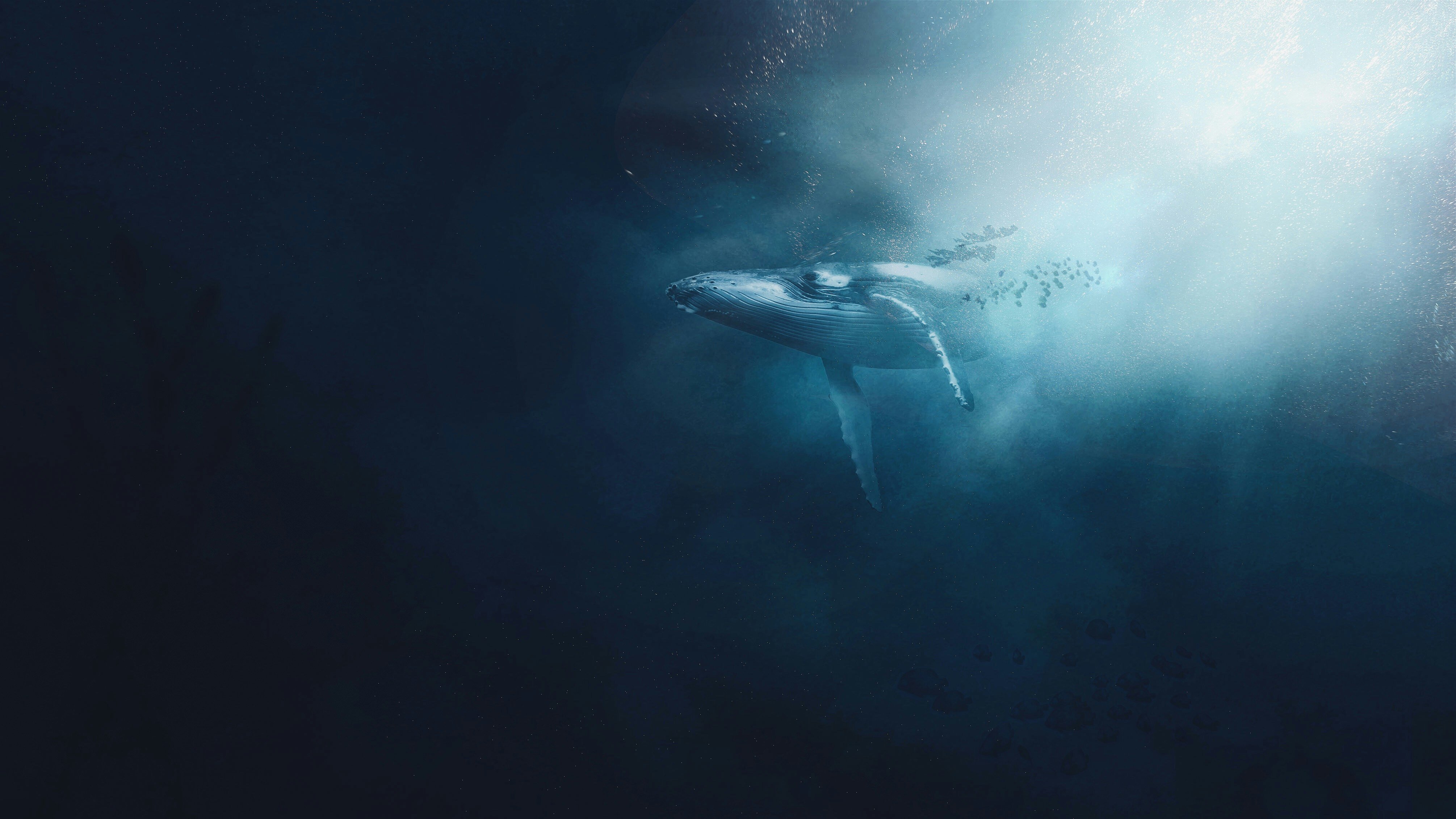 A whale (like deepseek)